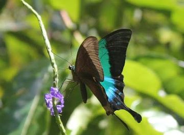 india/panaji/attraction/mystic-woods