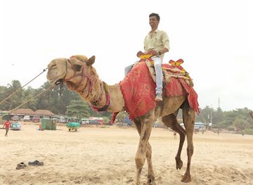 india/gokarna/attraction/camel-ride