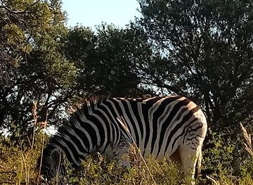south-africa/bloemfontein/attraction/bloemfontein-white-horse