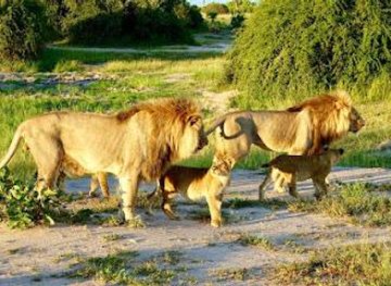 botswana/linyanti-wildlife-reserve/attraction/savuti