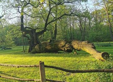 poland/poznan/attraction/rogalin-landscape-park