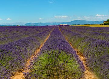 france/provence/attraction/route-de-la-lavande