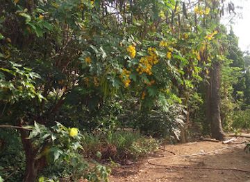 ghana/kumasi/attraction/physics-garden-knust
