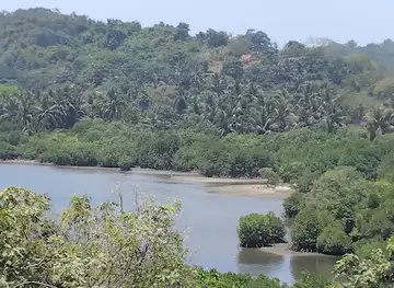 Mangrove Cove