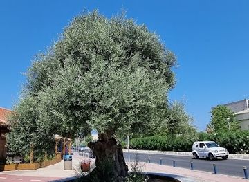 greece/heraklion/attraction/old-olive-tree