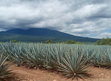 mexico/tequila-valley/attraction/campos-de-agave-jose-cuervo