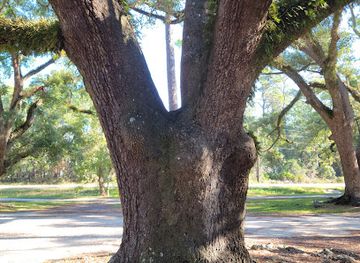 alabama/alabama-coastal-birding-trail/attraction/cadillac-square
