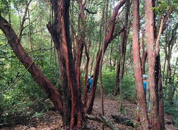 malaysia/penang/attraction/air-terjun-kebun-bunga-waterfall-botanical-garden