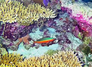 maldives/gan-island/attraction/british-loyalty-ship-wreck