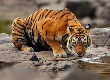 india/ranthambore/attraction/ranthambore-safari-adventure