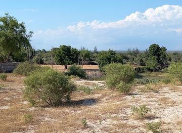 madagascar/atsimo-andrefana/attraction/spiny-forest-ifaty