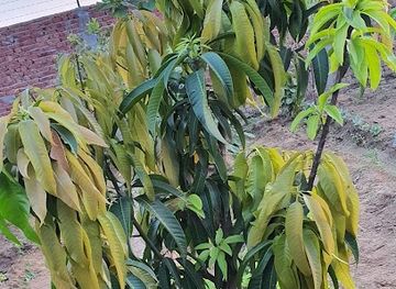 pakistan/sialkot/attraction/azhar-gardens