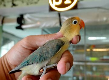 pakistan/rawalpindi/saddar/attraction/st-aviary-rawalpindi