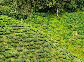 malaysia/pahang/attraction/cameron-valley-tea-trail-lookout-point
