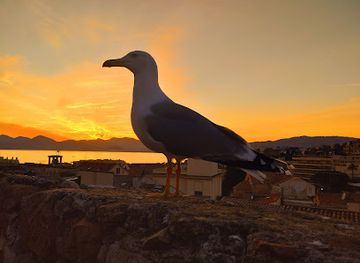 france/cannes/attraction/sunset-point-suquet