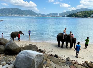 thailand/phuket/patong/attraction/elephant-swims-lucky-beach-tri-trang