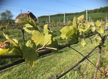 united-kingdom/berkshire/attraction/winding-wood-vineyard