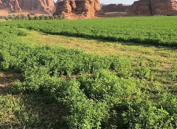 saudi-arabia/al-ula/attraction/mazraat-al-absalite