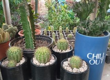 costa-rica/playa-flamingo/attraction/casa-jungla-vivero-y-jadin