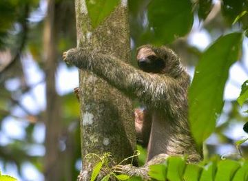 costa-rica/la-fortuna/attraction/jacamar-naturalist-tours