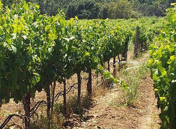 california/napa-valley/attraction/hendry-winery