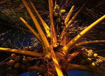oman/salalah/attraction/coconut-trees-road