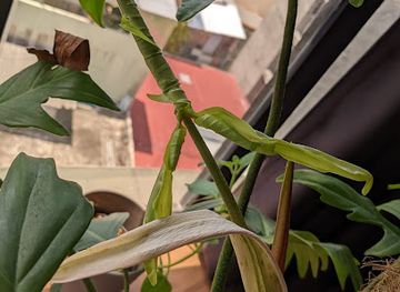 maldives/male/attraction/kuda-park