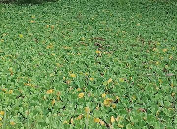 ghana/afife/attraction/wenya-vudo-wenya-sacred-well