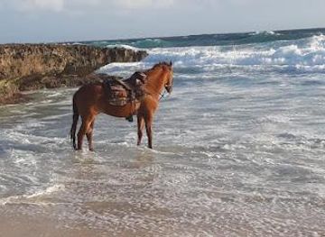 aruba/oranjestad/attraction/rancho-notorious