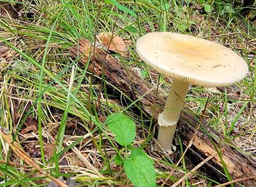 rhode-island/burlingame-state-park/attraction/tucker-woods-preserve