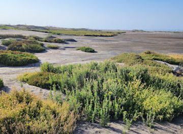 chile/valparaiso-region/attraction/rio-maipo-wetland