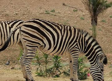 iraq/kurdistan-region/attraction/erbil-zoo
