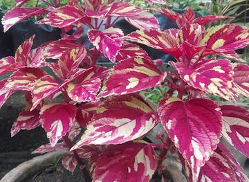 ghana/kumasi/attraction/bedford-gardens-kumasi