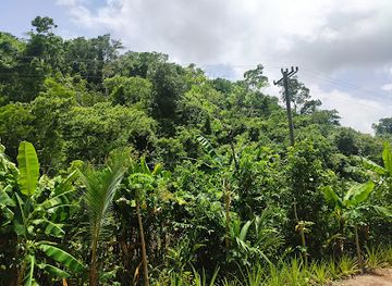 belize/mountain-pine-ridge/attraction/jungle-infusion-chocolate-herbal-infusion-tours