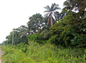 nigeria/ogbunike-caves/attraction/unizik-forest-wildlife-conservation-area-1