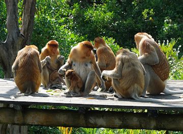 malaysia/sabah/attraction/labuk-bay-proboscis-monkey-sanctuary-platform-a