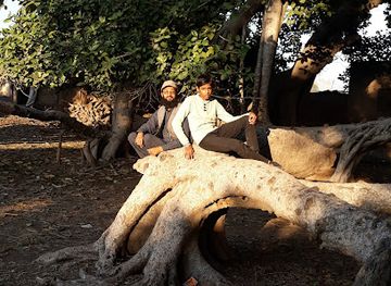 pakistan/northern-punjab/attraction/pakistan-biggest-tree