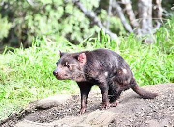 australia/hobart/attraction/tasmanian-devil-unzoo