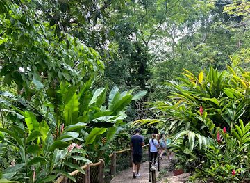 belize/san-ignacio/attraction/green-iguana-conservation-project