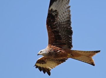 switzerland/ascona/attraction/riserva-ornitologica