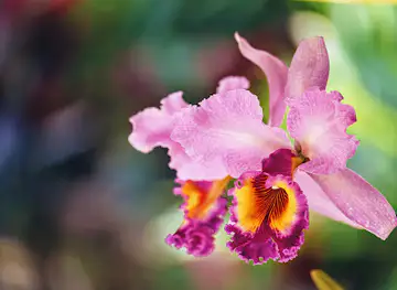 Caribbean Botanical Garden