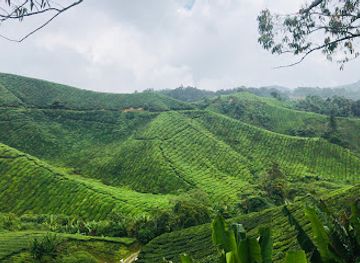 malaysia/east-malaysia/attraction/boh-tea-centre-sungei-palas-garden