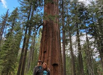 california/yosemite-village/attraction/tuolumne-grove
