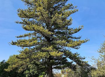 australia/mount-wellington/attraction/runnymede-national-trust-tasmania