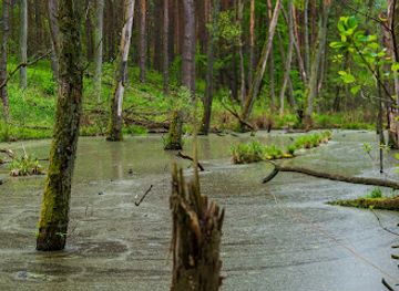 poland/zegrze-reservoir/attraction/mokradla-bialobrzegi