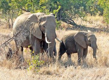 south-africa/johannesburg/attraction/cape-to-kruger-safaris