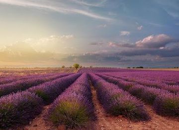 france/avignon/attraction/time-4-provence