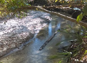 florida/santa-fe-river/attraction/alfred-a-ring-park