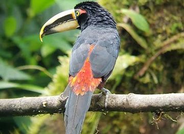 ecuador/mindo/attraction/milpe-bird-sanctuary-mindo-cloudforest-foundation