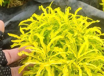 philippines/mt-apo/attraction/teng-s-paradise